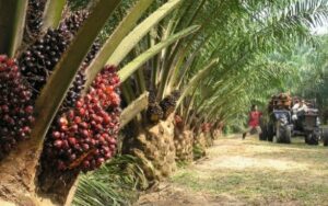 Dorong Peningkatan Kualitas Kebun Sawit, Disbun Kukar Terus Gencarkan Program STD-B