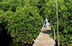 Punya Potensi Besar, Pemdes Saliki Akan Kembangkan Kawasan Mangrove Menjadi Objek Wisata
