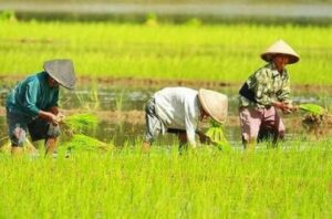 Pengembangan Sektor Pertanian Prioritas Utama di Kelurahan Maluhu