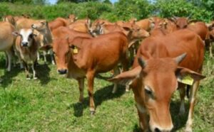 Sangasanga Siap Jadi Daerah Penghasil Daging untuk IKN dengan Lahan Pasca Tambang