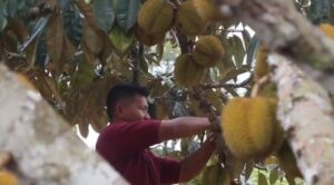 Desa Wisata Dewi Belai Kutai Kartanegara, Surga Buah Elai dan Keindahan Alam