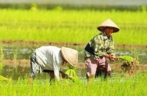 Muara Kaman Siap Jadi Lumbung Pangan IKN Nusantara dengan Kawasan Pertanian Terintegrasi