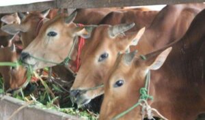 Distanak Kukar Bagikan Ratusan Bibit Ternak Sapi dan Kambing