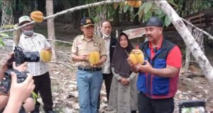 Dewi Belai, Wisata Agro Buah Elai yang Unik dan Enak di Kukar