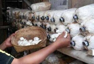 Kelurahan Melayu Fokus Beri Pendampingan Kepada UMKM
