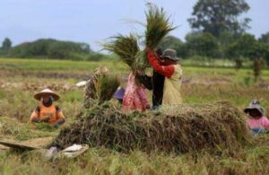 Desa Jembayan Siap Jadi Lumbung Pangan Kukar dan IKN