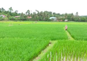 Lima Desa di Tenggarong Seberang Jadi Lokus Pertanian Terintegrasi, Ini Tujuannya