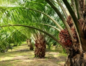 Disbun Kukar Sertifikasi Lahan Sawit Rakyat untuk Tingkatkan Mutu