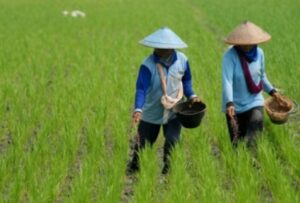 Desa Loh Sumber Siapkan Pemuda Jadi Petani Sukses Menjelang IKN