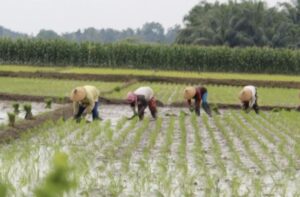Sektor Pertanian Jadi Fokus Kecamatan Muara Kaman untuk Sejahterakan Masyarakat