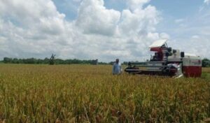 Pemkab Kukar Anggarkan 700 Miliar untuk Kemajuan Sektor Agrikultur
