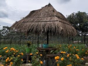 Desa Tani Bhakti Berinovasi Menjadi Pusat Agrowisata