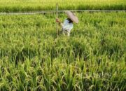 Rapak Lambur, Harapan Baru Kukar sebagai Sentra Pangan