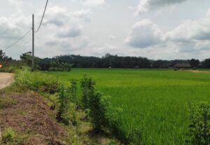 Menggali Potensi Swasembada Pangan di Tenggarong Seberang