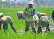 Upaya jadi Lumbung Pangan IKN, Pemkab Kukar Fokuskan APBD 2025 untuk Sektor Pangan