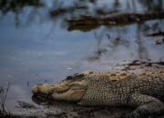 Serangan Buaya Mengancam Keamanan Warga, Ini Himbauan Dari DPRD Kaltim