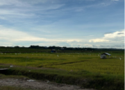 Regenerasi Petani Jadi Tantangan, Tenggarong Seberang Berpotensi Jadi Sentra Pangan