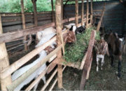 Pemdes Loa Raya Perkuat Ekonomi Warga Lewat Bantuan Ternak Kambing