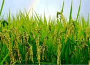 Kades Rapak Lambur Dorong Produktivitas Sawah Lewat Program Oplah