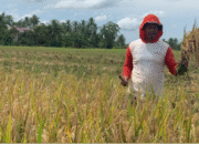 Kukar Dorong Percepatan Pertanian Berbasis Kawasan Lewat Dukungan Kementan